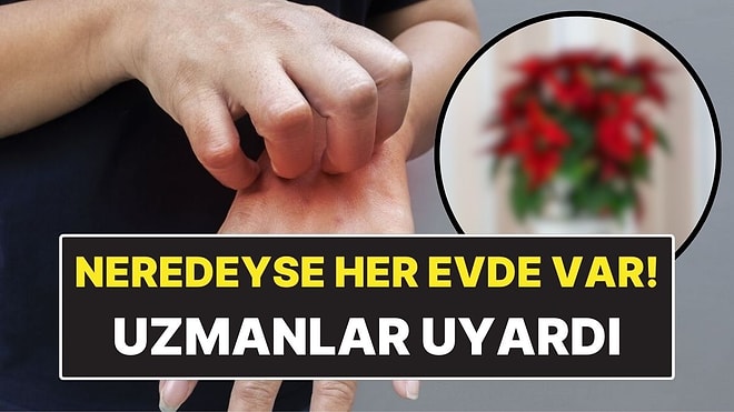 Neredeyse Her Evde Var! Uzmanlar Popüler Ev Çiçeği Hakkında Uyardı
