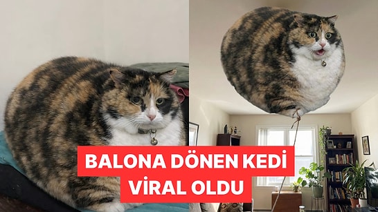 Bir X Kullanıcısı Gittikçe Büyüyen Kedisi İçin Takipçilerinden Yardım İstedi