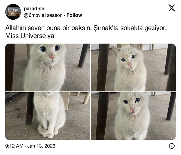 İşte bütün sokak kedilerini hatta Miss Universe birincilerini bile sollayan o sokak kedisi;