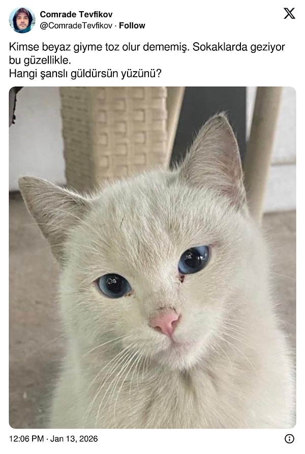 Bu güzeller güzeli kediye gelen o kadar çok yorum var ki!