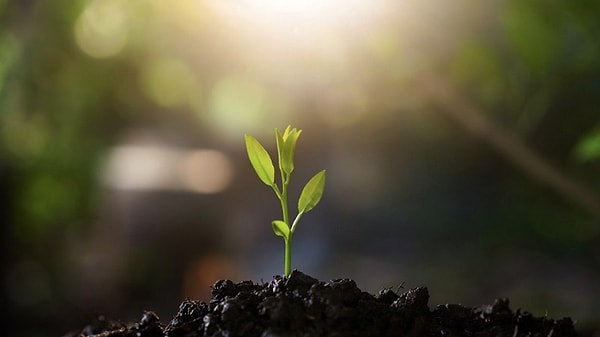 Üçüncü Cemre: Harekete Geçme ve Canlanma