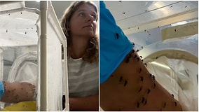 Scientist Studying Insects Shares Viral Video Feeding Mosquitoes With Their Own Blood