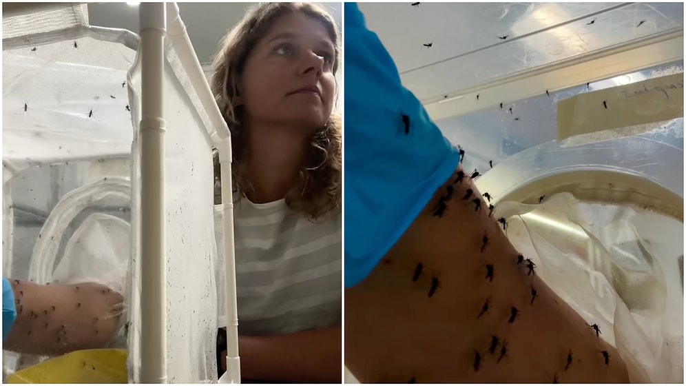 Scientist Studying Insects Shares Viral Video Feeding Mosquitoes With Their Own Blood