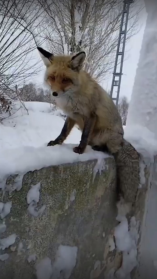 Daha önce 'evcil' bir tilki görmüş müydünüz?