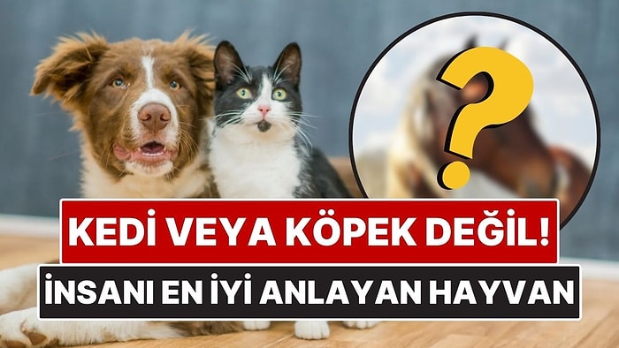 Kedi veya Köpek Değil! İnsan Duygularını Anında Algılayan Hayvan Ortaya Çıktı