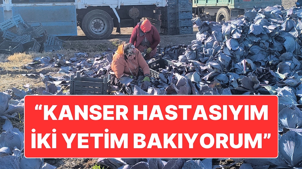 Osmaniye’de Karalahana Tarlasında Çalışan Tarım İşçilerinin Hayata Tutunma Çabası