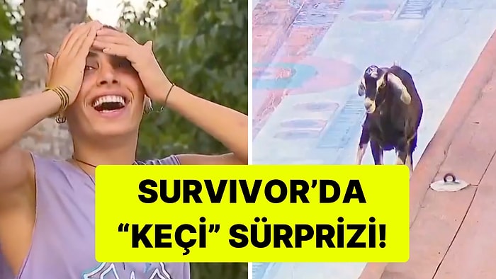Survivor'da Oyun Alanına Keçi Daldı, O Anlar Gündem Oldu
