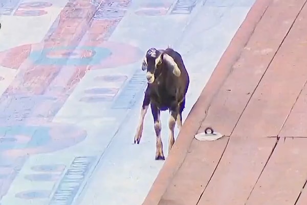 Survivor 2026'da yarışmacılar parkura giren keçiyle neye uğradığını şaşırdı.