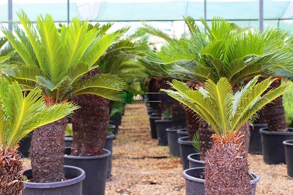 Sago palmiyesi, karaciğer hasarına yol açabiliyor