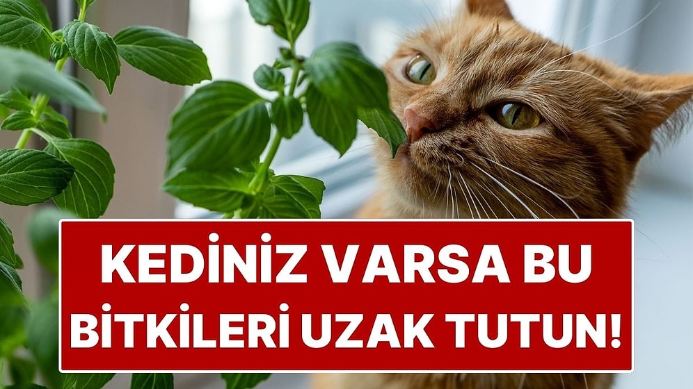 Kedisi Olanların Evine Sokmaması Gereken 8 Zehirli Çiçek!