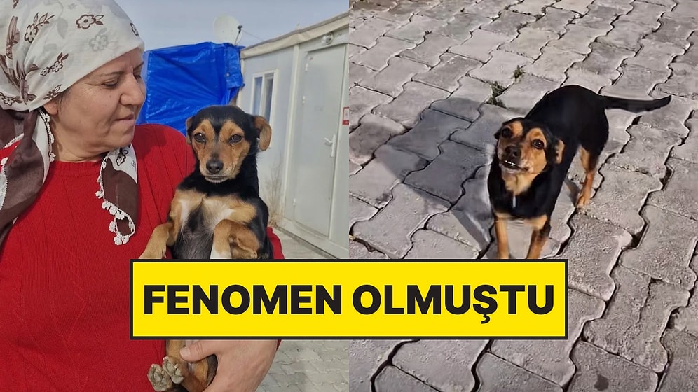 Köpeği Ünlenince Geri İstedi: Bakan Kişileri Tehdit Etti