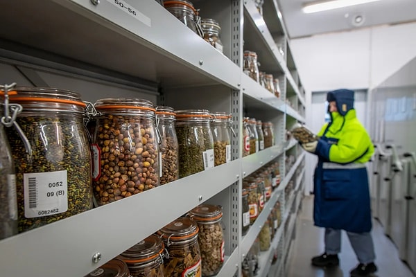 Her tohum saklanamıyor, teknoloji devreye giriyor