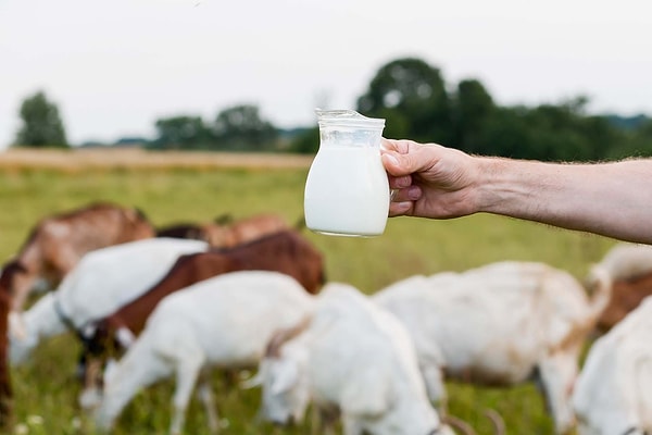 Keçi sütü, içerik yapısıyla vücuda en uyumlu süt türlerinden sayılıyor.