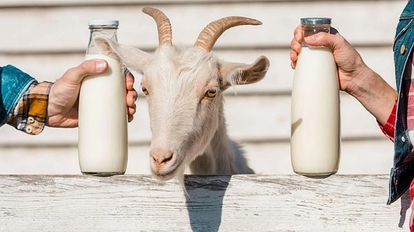 Sindirim sistemi açısından bakıldığında keçi sütü oldukça avantajlı.