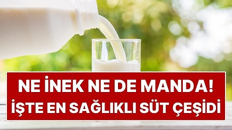 Ne İnek Ne de Manda: En Sağlıklı Süt Çeşidi Meğerse Bambaşkaymış