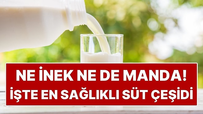 Ne İnek Ne de Manda: En Sağlıklı Süt Çeşidi Meğerse Bambaşkaymış