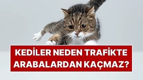 Kediler Neden Akan Trafikte Arabalardan Kaçmaz?