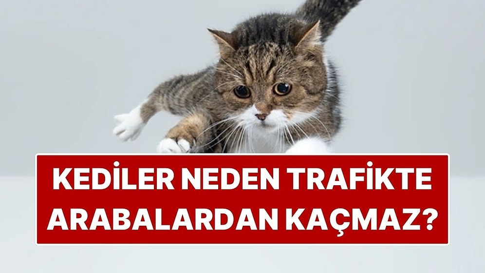 Kediler Neden Akan Trafikte Arabalardan Kaçmaz?