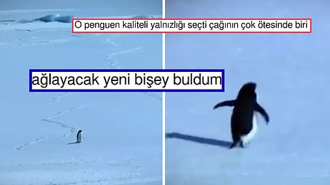 Hiç Düşünmeden Ölüme Yürüyen "Nihilist Penguen" Size de Bir Yerlerden Tanıdık Gelecek!