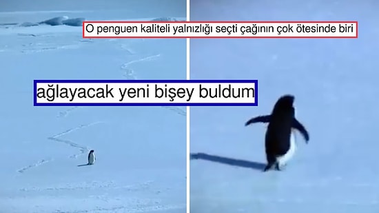 Hiç Düşünmeden Ölüme Yürüyen "Nihilist Penguen" Size de Bir Yerlerden Tanıdık Gelecek!