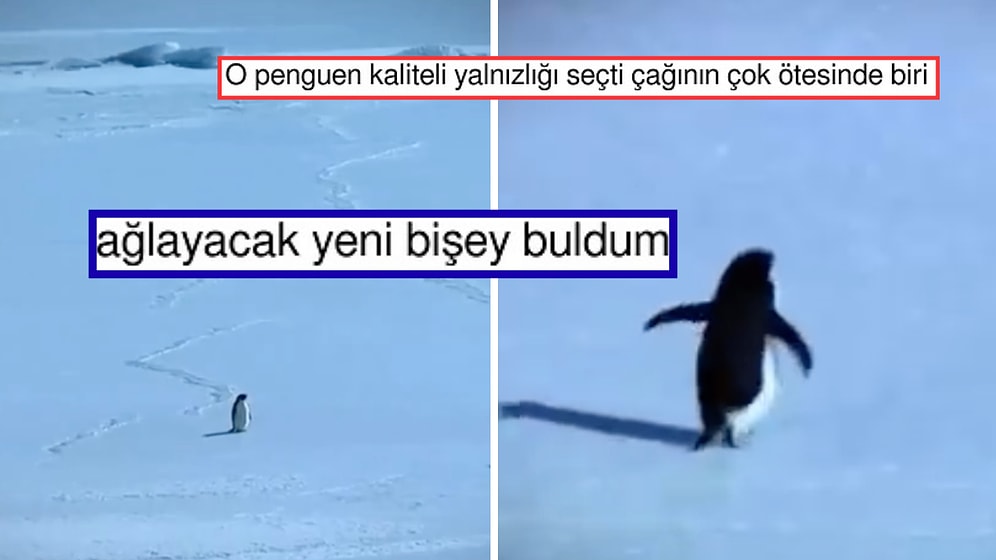 Hiç Düşünmeden Ölüme Yürüyen "Nihilist Penguen" Size de Bir Yerlerden Tanıdık Gelecek!