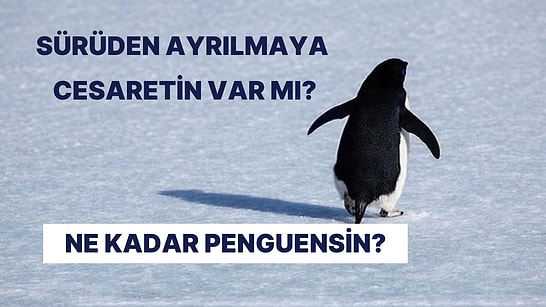 Ne Kadar “Penguensin”?