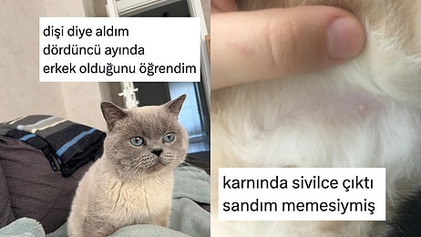 İlk Kez Kedi Sahiplendiklerinde Yaşadıkları Acemilikleri Anlatan Kediseverler