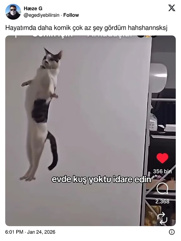 Taklacı güvercinler her yerde...