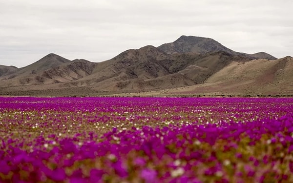 Şili’nin kuzeyinde uzanan Atacama Çölü, dünyanın en kurak yerleşim bölgelerinden biri olmasının ötesinde, stratejik önemiyle dikkat çekiyor.