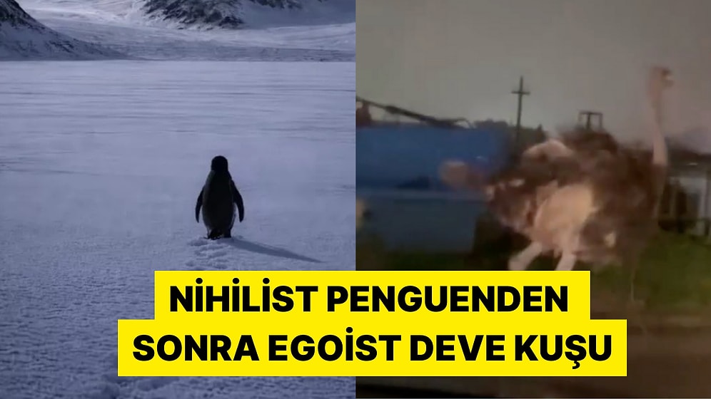 Nihilist Penguenden Sonra Sakarya'daki Egoist Deve Kuşu Viral Oldu
