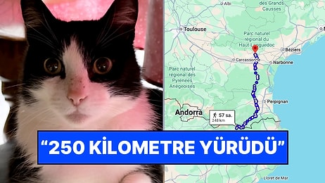 Çizmeli Kedi, Sen misin? İspanya’da Kaybolan Kedi Dağları Aşarak Fransa’daki Evine Döndü