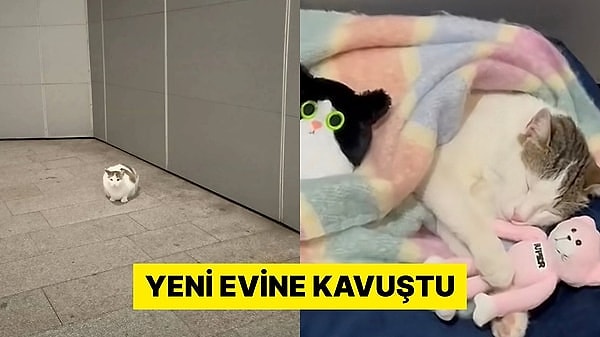Kanyon kedi, bir alışveriş merkezinin maskotu haline gelmişti.