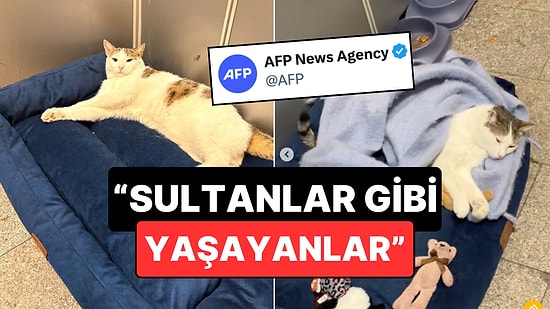 Sultanlar Gibi Yaşayanlar: Fenomen Kedimiz Dünya Basınına Çıktı!