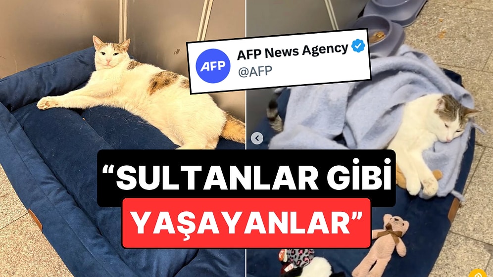 Sultanlar Gibi Yaşayanlar: Fenomen Kedimiz Dünya Basınına Çıktı!