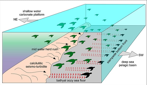 O dönemde bu büyüklükte izler bırakabilecek tek canlılar deniz kaplumbağaları, pleziyozorlar veya mozazorlardı.