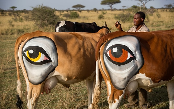 Araştırma kapsamında sığırlar üç gruba ayrıldı: Kalçalarına göz çizilenler, kontrol grubu olarak çapraz işareti konulanlar ve hiçbir işaret bulunmayanlar.