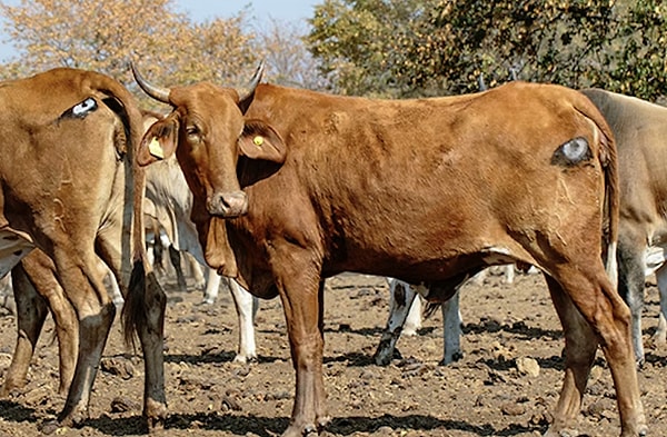 Bu yöntemin başarısı sadece sığırları kurtarmakla sınırlı kalmadı. Aynı zamanda aslan ve leoparların da hayatta kalmasını sağladı.