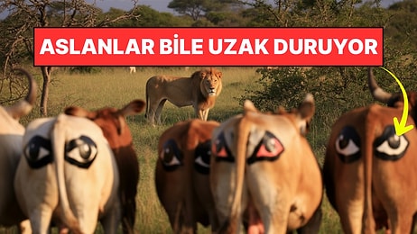 Akıllara Durgunluk Veren Çözüm: Bu Çiftlikte Kimse İneklere Dokunmaya Cesaret Edemiyor!