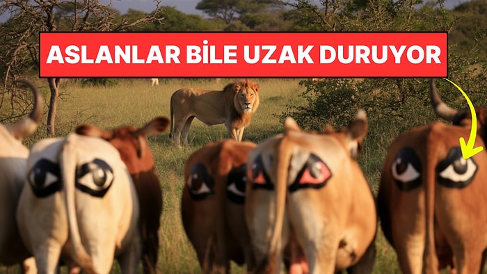 Akıllara Durgunluk Veren Çözüm: Bu Çiftlikte Kimse İneklere Dokunmaya Cesaret Edemiyor!