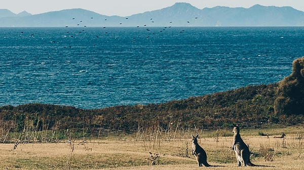 Acente durumdan dolayı özür diledi.