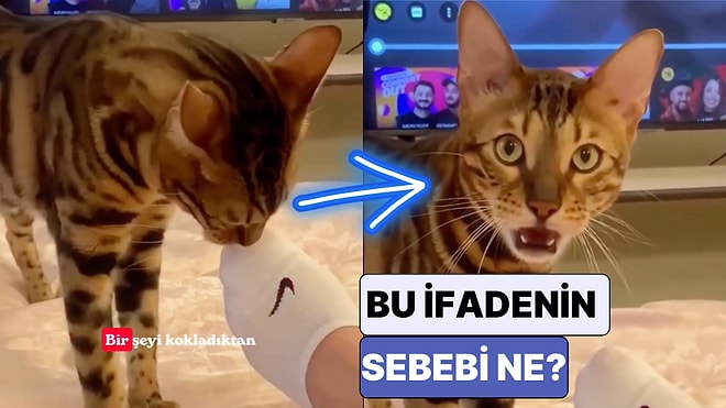 Aslında Sizden Tiksinmiyorlar! Kedilerin Bir Şeyi Kokladıktan Sonra Oluşan Surat İfadelerinin Sebebi Ne?