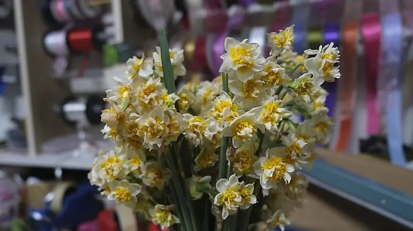 Nergis, sadece ocak ve şubat aylarında yetişiyor.