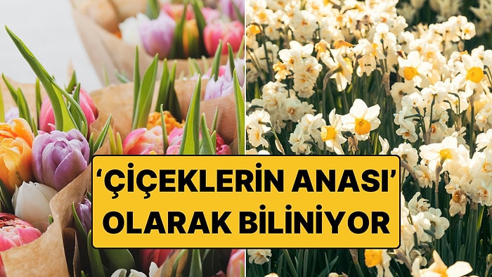 Çiçeklerin Anası Olarak Bilinen Çiçeğin Fiyatı Bin 500 Liraya Kadar Çıktı!