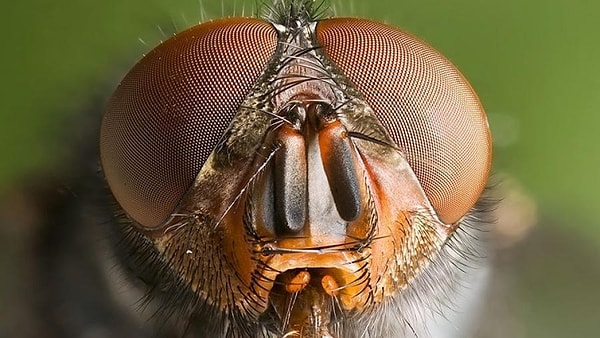 İklim değişikliğine bağlı yükselen sıcaklıklar sivrisineklerin yaşam döngülerini ve üreme mevsimlerini hızlandırıyor.