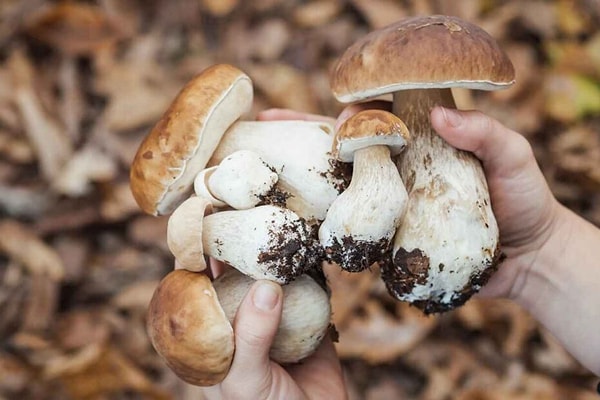 Halüsinojik bir mantar türü olan Lanmaoa asiatica, cüce figürler görmenize neden oluyor.