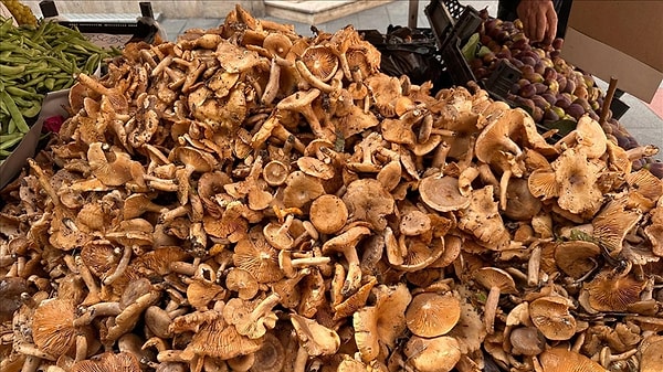 Yerel yönetimler, mantar mevsiminde uyarı mesajları yayınlıyor.