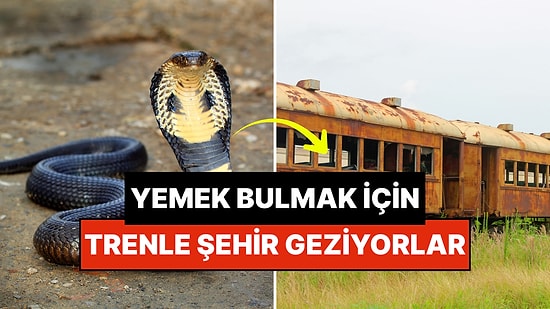 Bilim İnsanları Hala Şokta! Kobraların Tren Yolculuğu Yapmayı Sevdiği Öğrenildi: "Trenle Şehir Geziyorlar"