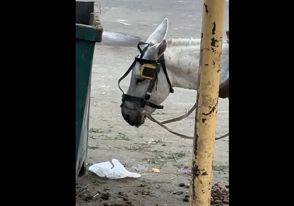 Açık yaralar, uygunsuz ekipmanlar, enfeksiyonlar...