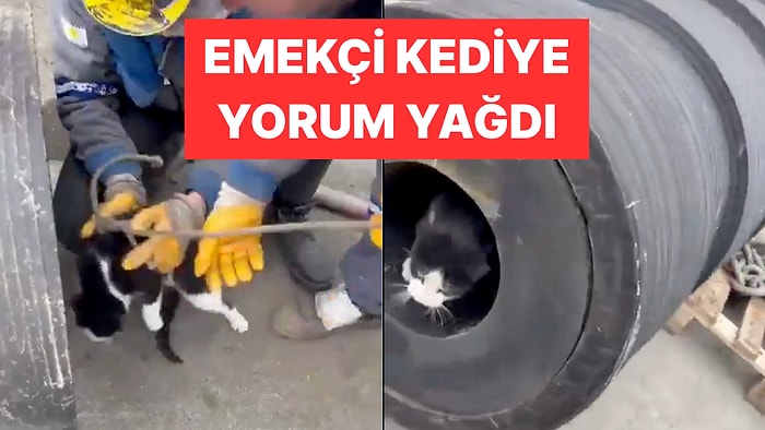 Borudan İp Geçirmek İçin Kullanılan Emekçi Kedi Viral Oldu