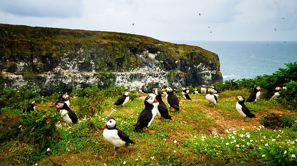 Skomer Adası, kutup martısı kolonileriyle tanınıyor